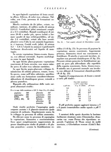 Cellulosa Bollettino ufficiale dell'Ente Nazionale per la cellulosa e per la carta