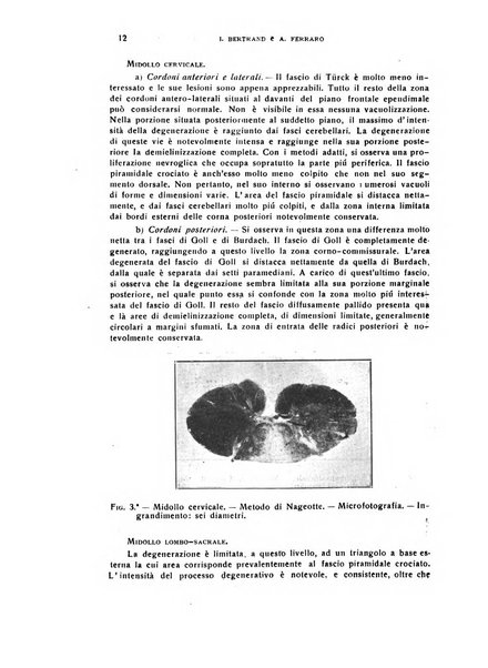 Il cervello Giornale di nevrologia