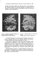 giornale/CFI0349856/1924/unico/00000419