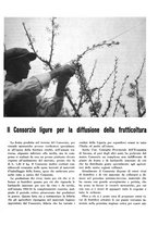 giornale/CFI0350904/1934/unico/00000303
