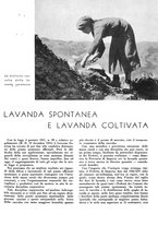 giornale/CFI0350904/1940/unico/00000259