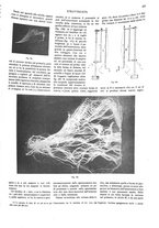 giornale/CFI0352557/1909/unico/00000233