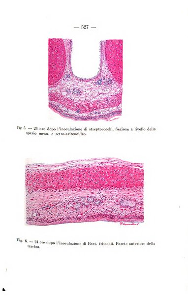 Giornale di batteriologia e immunologia bollettino clinico ed amministrativo dell'Ospedale Maria Vittoria