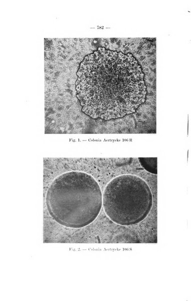 Giornale di batteriologia e immunologia bollettino clinico ed amministrativo dell'Ospedale Maria Vittoria