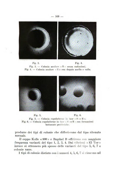 Giornale di batteriologia e immunologia bollettino clinico ed amministrativo dell'Ospedale Maria Vittoria