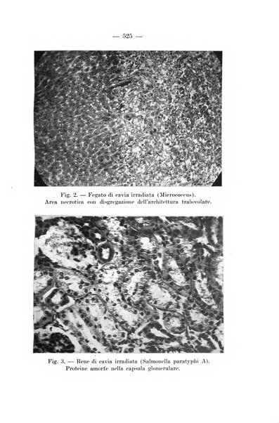 Giornale di batteriologia e immunologia bollettino clinico ed amministrativo dell'Ospedale Maria Vittoria