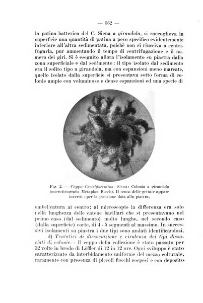 Giornale di batteriologia e immunologia bollettino clinico ed amministrativo dell'Ospedale Maria Vittoria