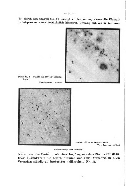 Giornale di batteriologia e immunologia bollettino clinico ed amministrativo dell'Ospedale Maria Vittoria