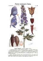 giornale/CFI0355708/1917/unico/00000071