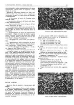 giornale/CFI0356924/1941-1942/unico/00000391