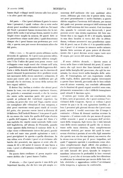 Minerva rassegna internazionale