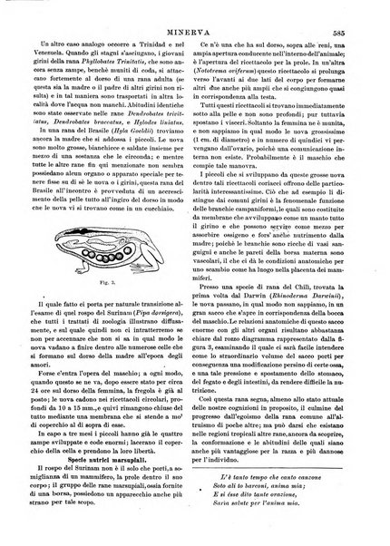 Minerva rassegna internazionale