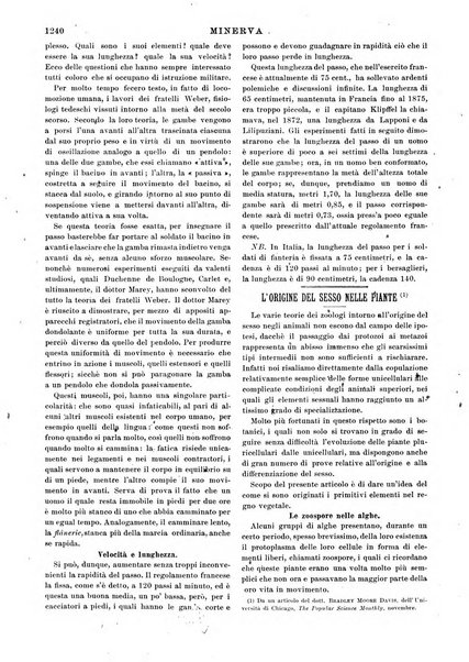 Minerva rassegna internazionale