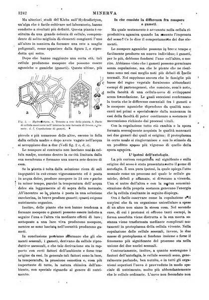 Minerva rassegna internazionale