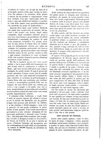 Minerva rassegna internazionale