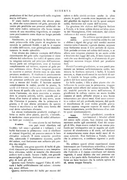 Minerva rassegna internazionale