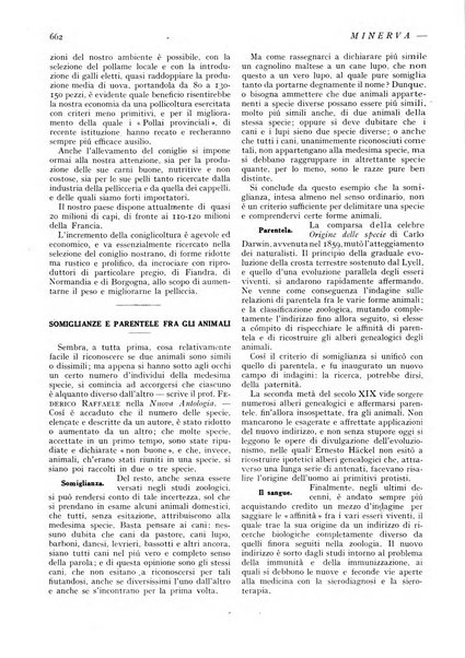 Minerva rassegna internazionale