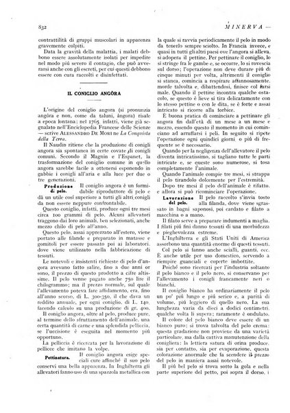 Minerva rassegna internazionale