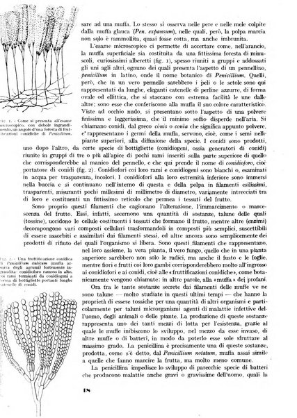 Minerva rassegna internazionale