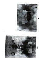 giornale/CFI0359778/1940/unico/00000615