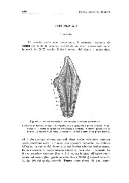 Nuova medicina italica rivista di medicina, scienze affini e problemi professionali