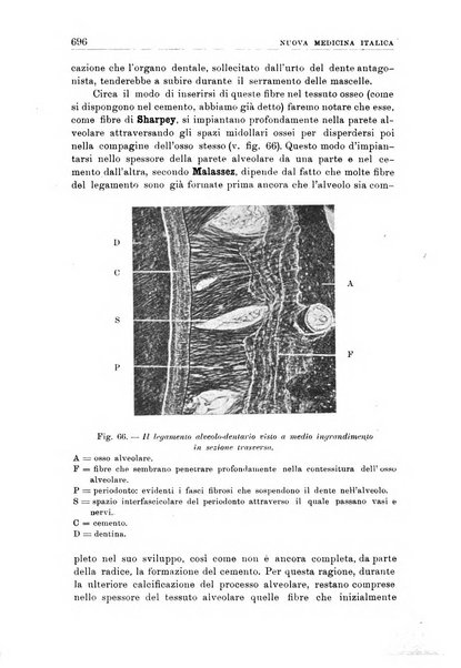 Nuova medicina italica rivista di medicina, scienze affini e problemi professionali