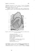 giornale/CFI0359888/1933/unico/00000289