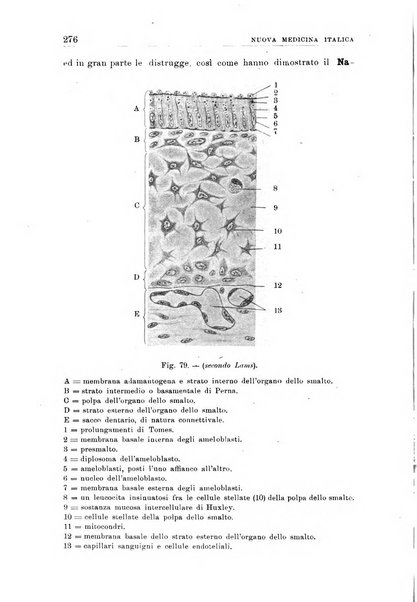 Nuova medicina italica rivista di medicina, scienze affini e problemi professionali