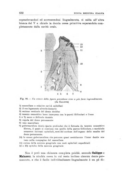 Nuova medicina italica rivista di medicina, scienze affini e problemi professionali