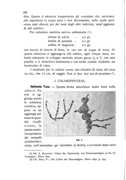 La nuova Notarisia rassegna trimestrale consacrata allo studio delle alghe