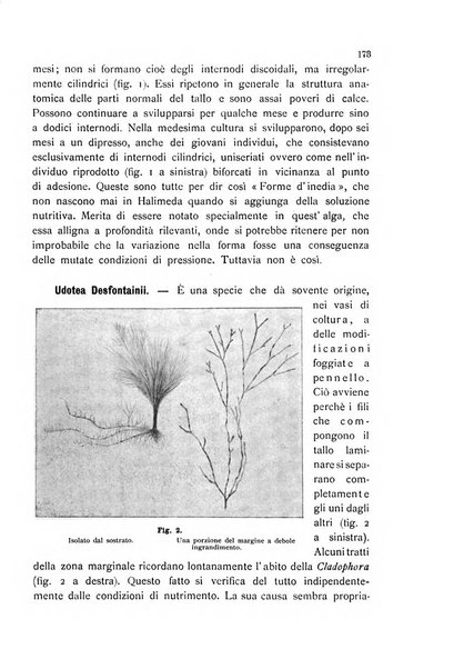 La nuova Notarisia rassegna trimestrale consacrata allo studio delle alghe