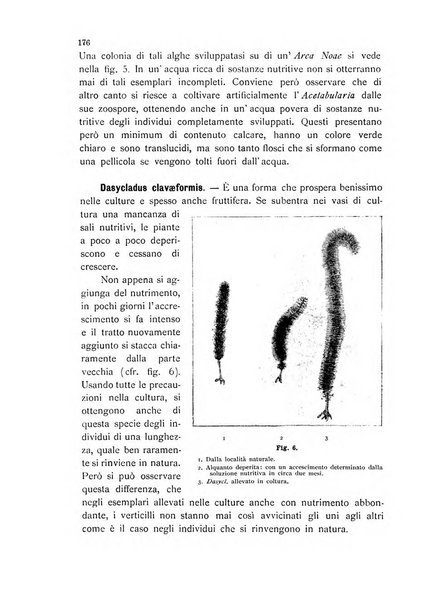 La nuova Notarisia rassegna trimestrale consacrata allo studio delle alghe