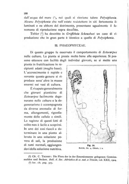 La nuova Notarisia rassegna trimestrale consacrata allo studio delle alghe