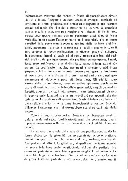 La nuova Notarisia rassegna trimestrale consacrata allo studio delle alghe