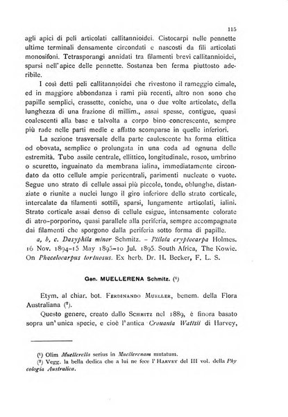 La nuova Notarisia rassegna trimestrale consacrata allo studio delle alghe