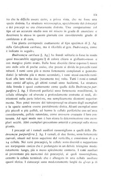 La nuova Notarisia rassegna trimestrale consacrata allo studio delle alghe