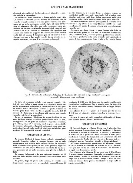 L'Ospedale Maggiore rivista scientifico-pratica dell'Ospedale Maggiore di Milano ed Istituti sanitari annessi