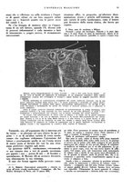 giornale/CFI0360608/1943/unico/00000019