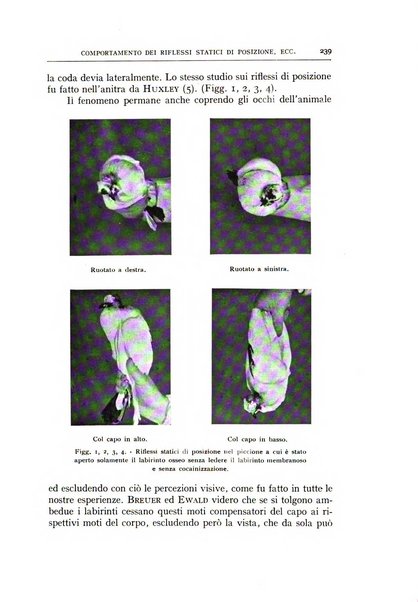 L'oto-rino-laringologia italiana