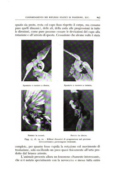 L'oto-rino-laringologia italiana