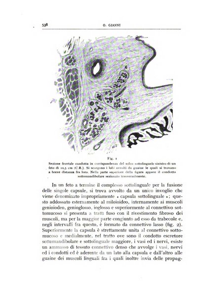 L'oto-rino-laringologia italiana