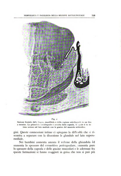 L'oto-rino-laringologia italiana