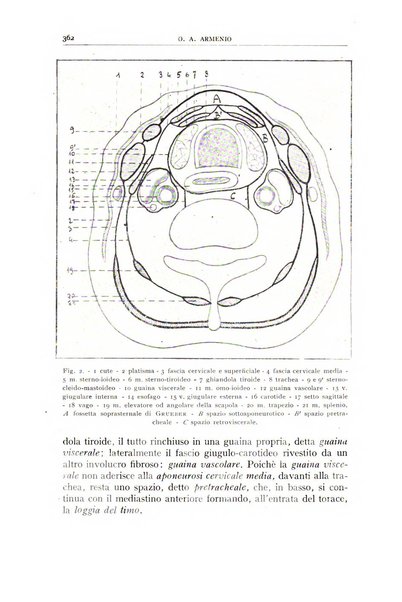 L'oto-rino-laringologia italiana