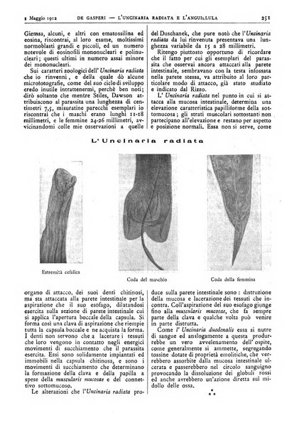 Pathologica rivista quindicinale