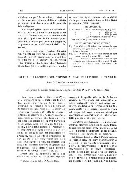 Pathologica rivista quindicinale