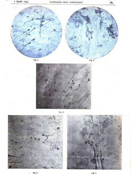 Pathologica rivista quindicinale