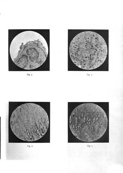 Pathologica rivista quindicinale