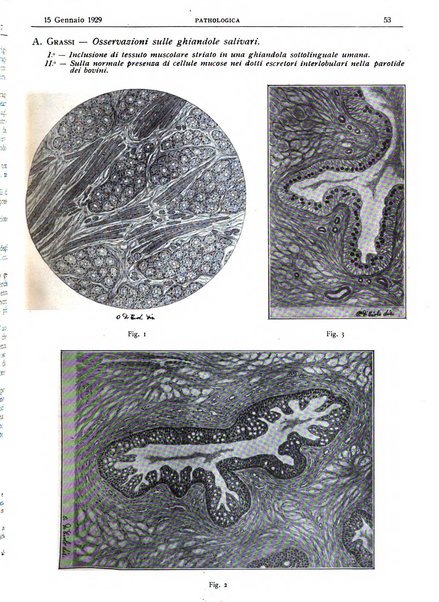 Pathologica rivista quindicinale