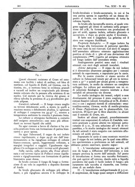 Pathologica rivista quindicinale