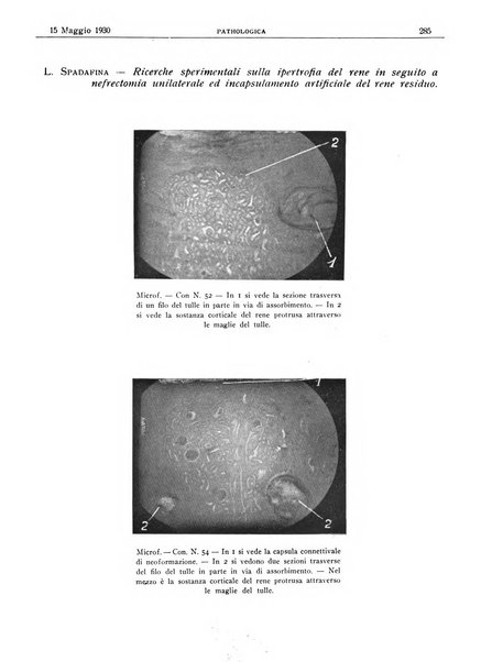 Pathologica rivista quindicinale